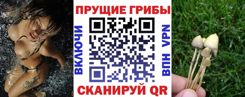 Галлюциногенные грибы ЛСД  маркетплейс как зайти  Ставрополь 